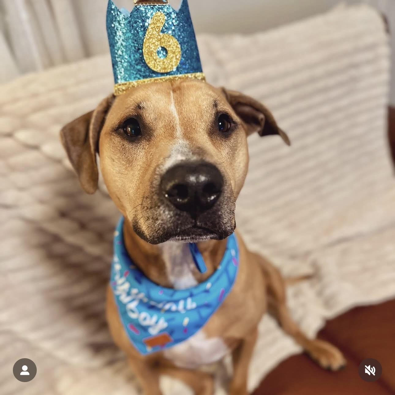Adopted pitbull smiling