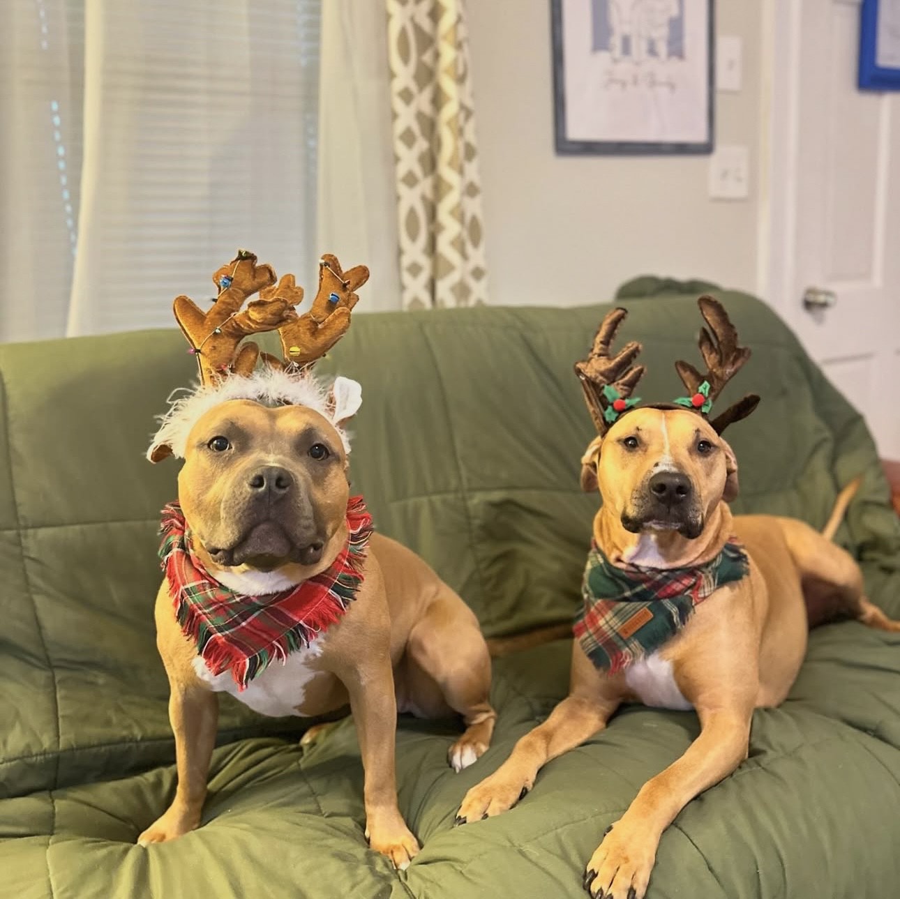 Happy bully breed running