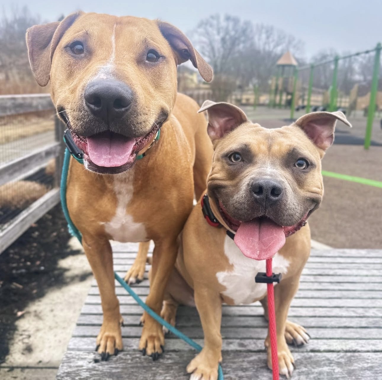 Pitbull cuddling with owner
