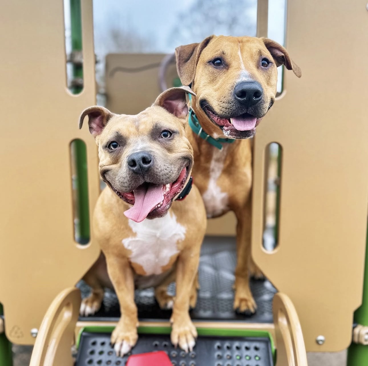 Rescue pitbull with a new family