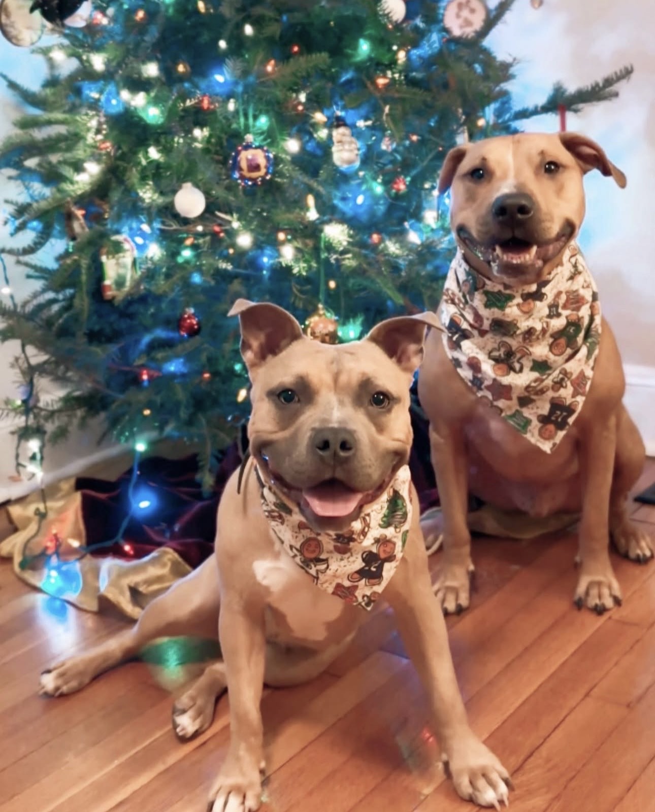 Rescue pitbull with a new family